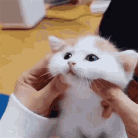 cute cat gif